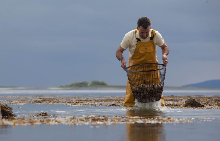 Kelly Oysters